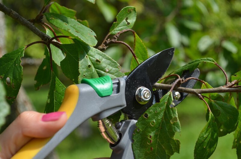 Укорачиваю побег сливы.