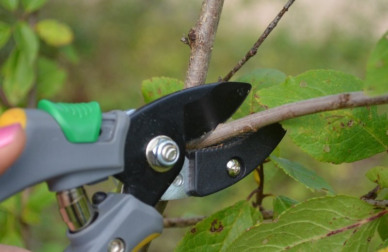 Особенности обрезки сливы осенью. Что нужно вырезать, а какие ветки сохранить