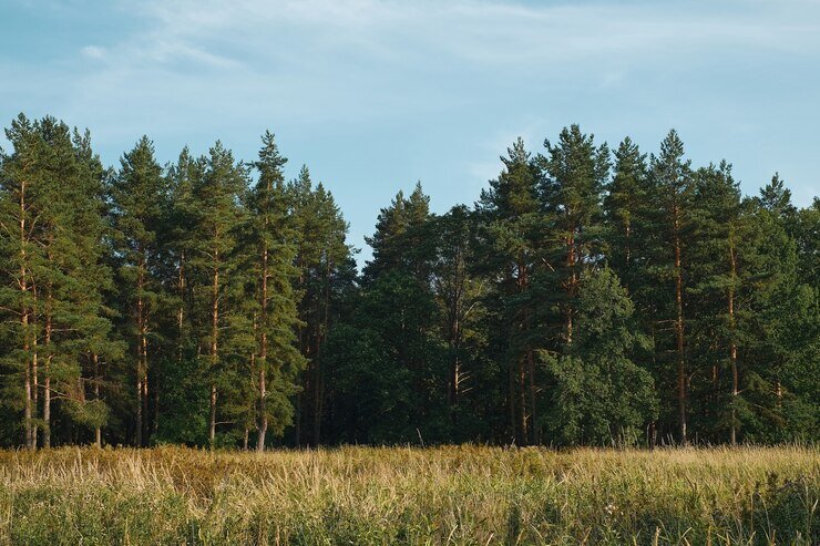 https://ru.freepik.com/free-photo/forest-glade-against-the-background-of-a-pine-forest-summer-sunset-background-blue-sky-with-clouds-natural-landscape_17635466.htm#query=%D0%BB%D0%B5%D1%81&position=1&from_view=keyword&track=sph