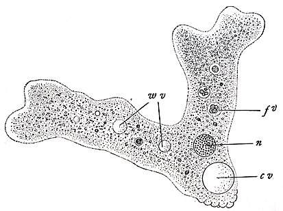 Дизентерийная амёба (Entamoeba histolytica)