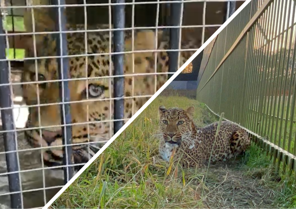    Дикие кошки, всю жизнь просидевшие взаперти, не привыкли к большому пространству.