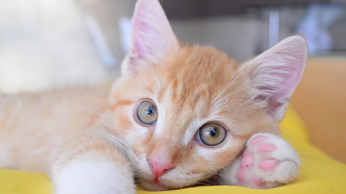 Фото: pxhere.com