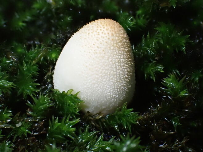 Молодой гриб