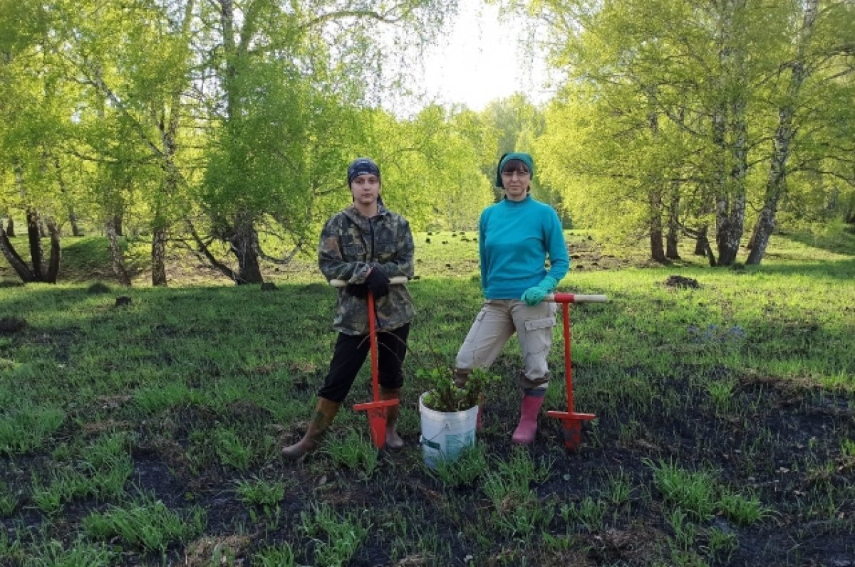 Из желудя в дуб. Топ-5 деревьев, которые легко вырастить дома из семечка |  АиФ–Кузбасс | Дзен