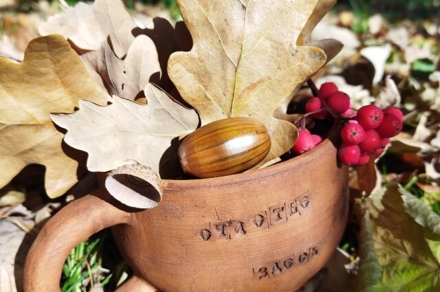    Желуди важно не пересушивать и не заливать чересчур водой при посадке. Фото: Из личного архивa/ Елена Лумбова