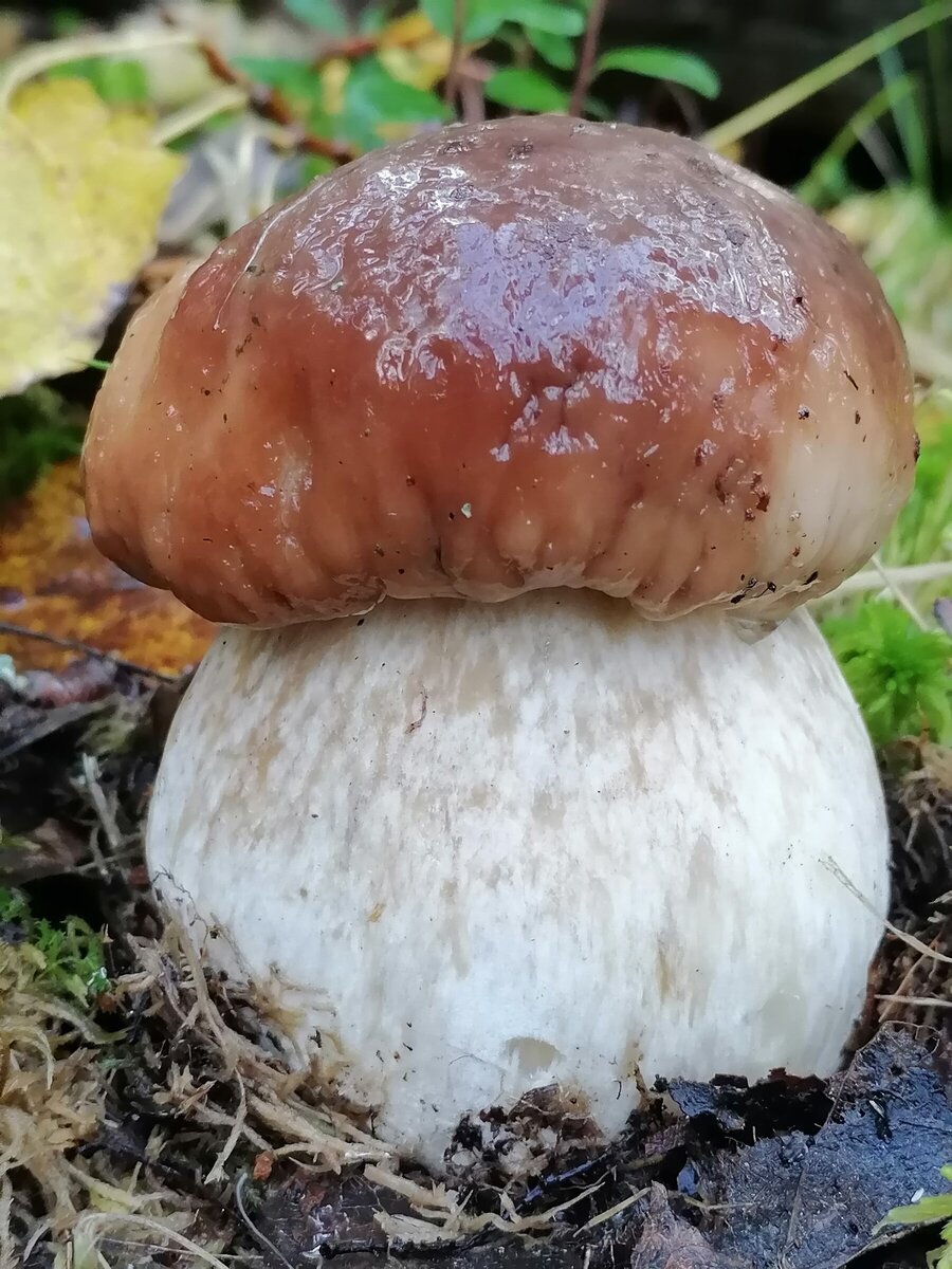 Какие виды растений и животных вы знаете - найдено 85 фото