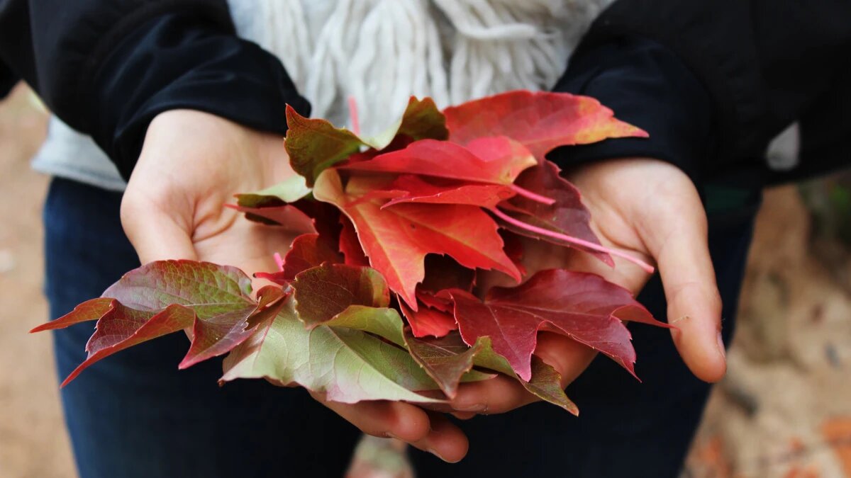 День собирания осенних листьев. Фото: pxhere.com