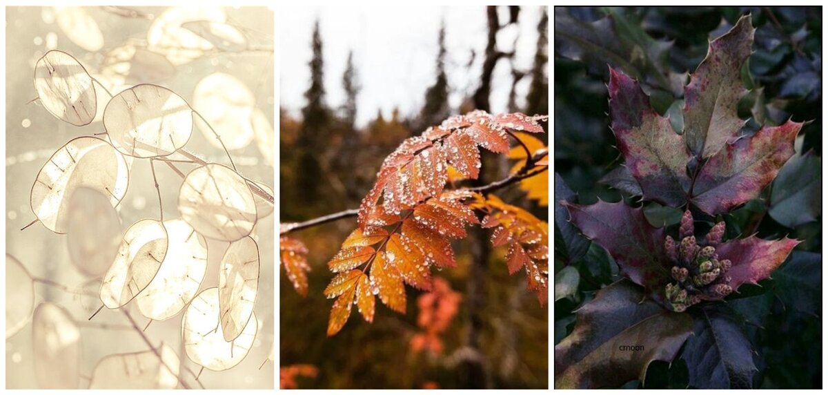 2. Характерное ране-осеннее на просвет. Плотное яркое и дождь. Сумерки и фиолетовые тона.