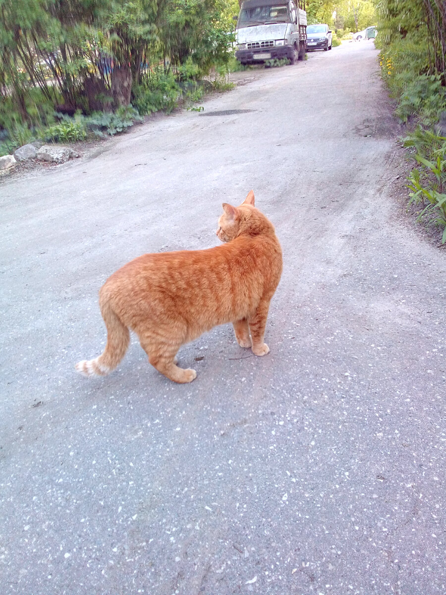 Просто кот... Дальний Васькин родственник... Наверное, дядя...