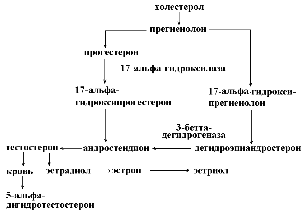 Свободные андрогены у женщин. Схема биосинтеза половых гормонов. Регуляция выработки мужских половых гормонов. Регуляция синтеза женских половых гормонов. Схема метаболизма половых гормонов.