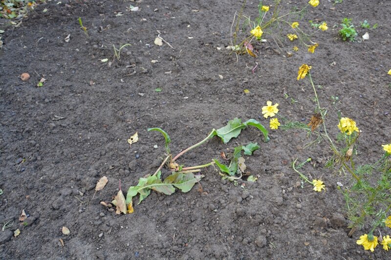 Растение на месте, где росла свёкла