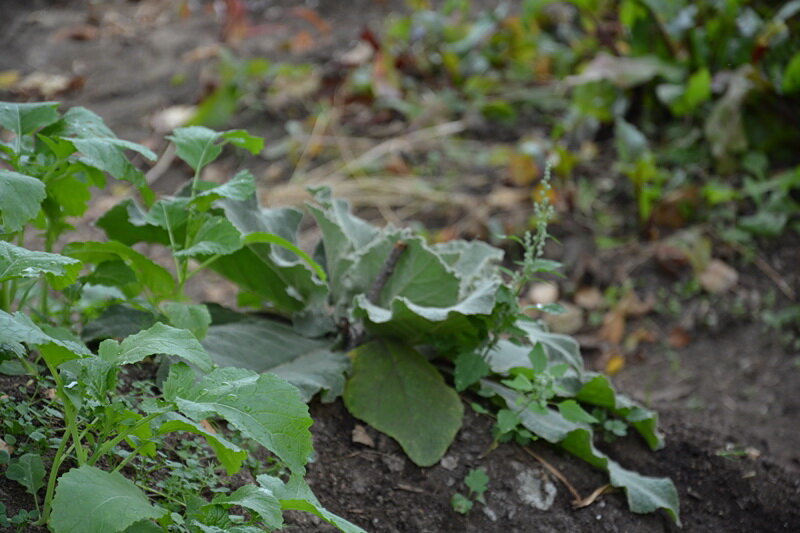Коровяк зацветёт в следующем году