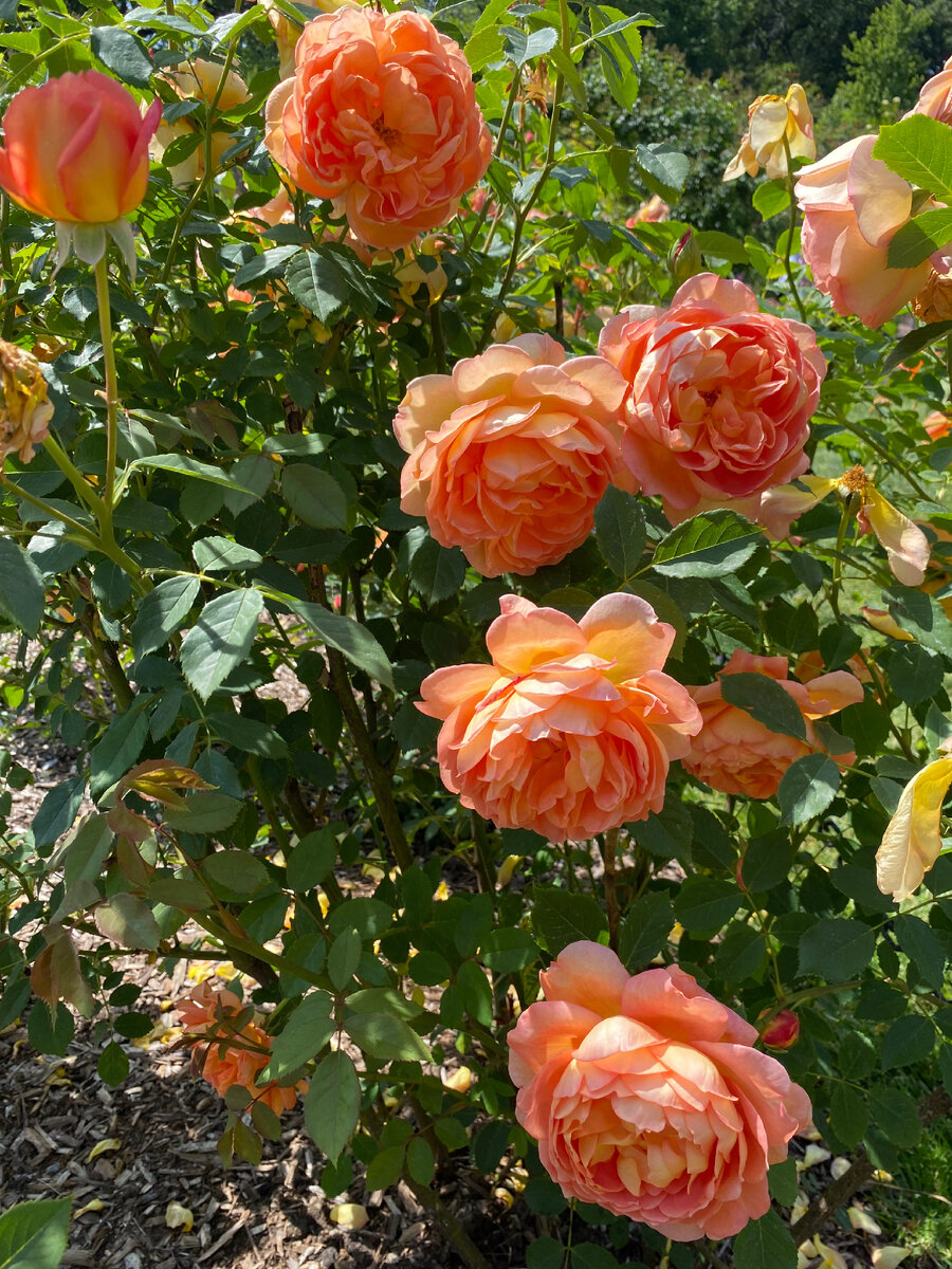 Необычайную красоту окружающего можно воспринимать как "обещание" бесконечно прекрасного, существующего где-то там...  