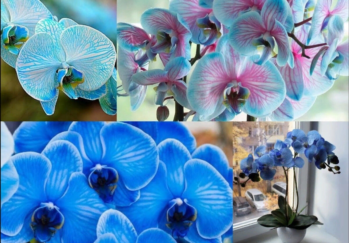 Как ухаживать за голубой. Фаленопсис Афродита — Королевский голубой. Орхидея фаленопсис Афродита синяя. Орхидея фаленопсис голубая.