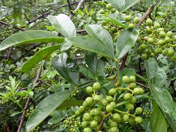 Плоды "сычуанского перца"