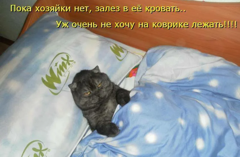 Почему не стоит спать. Котик собирается спать. Котик я спать. Пора в кровать,спокойной ночи. Буду спать котики.