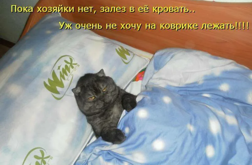 Песня я сплю внизу. Котик я спать. Кот дрыхнет. Буду спать котики. Котенок проснулся.