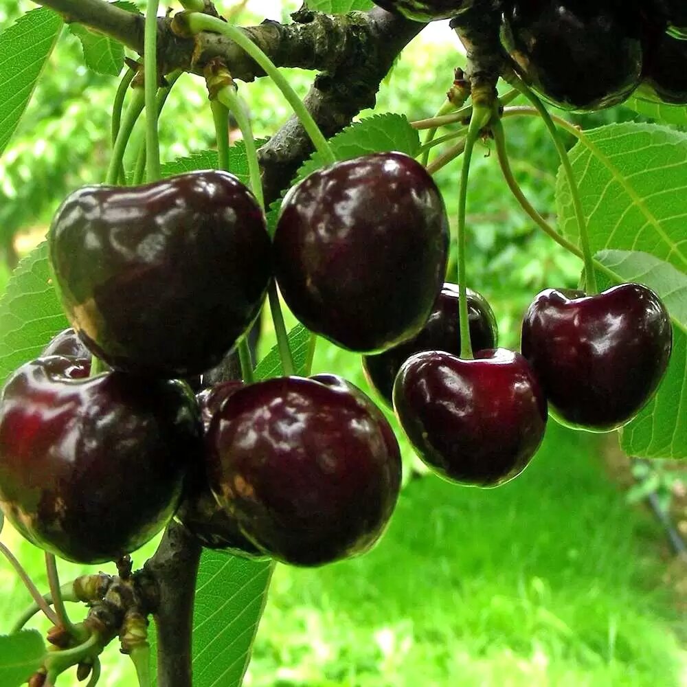 Благодаря своевременной обработке увидим такие привлекательные ягоды на дереве