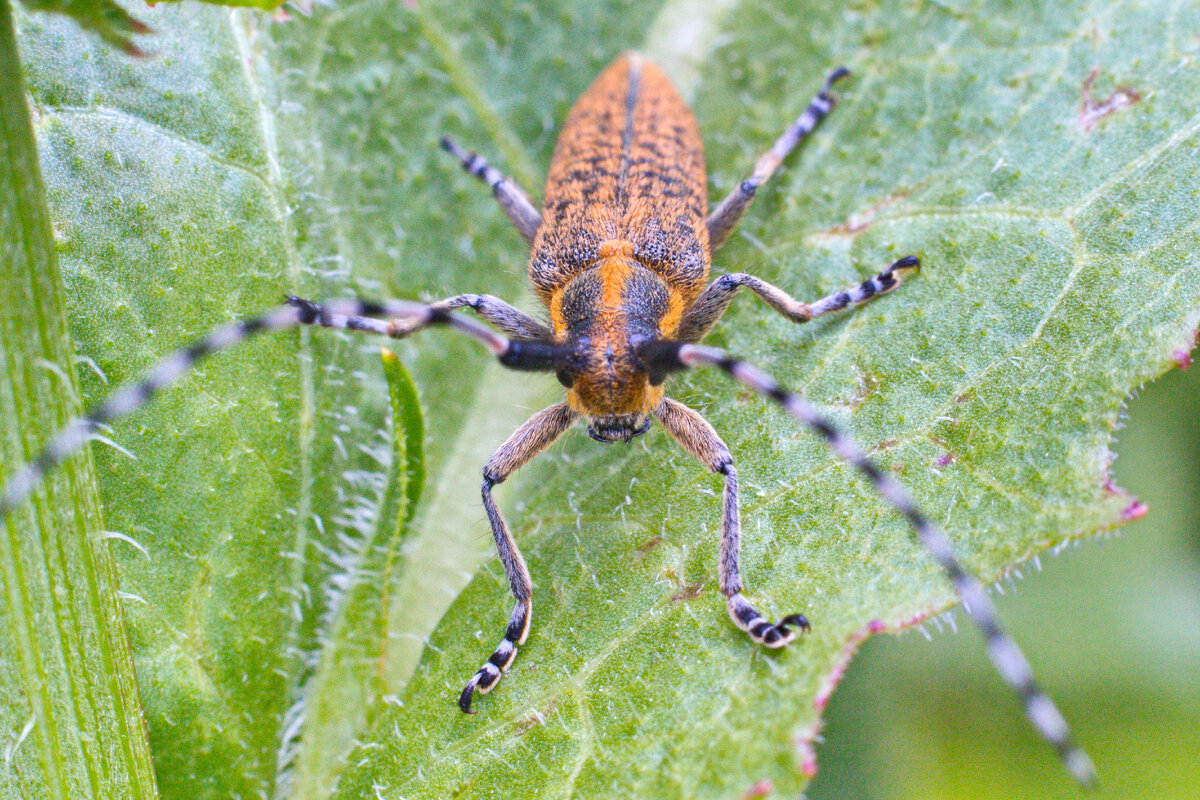 Стеблевой обыкновенный усач (Agapanthia villosoviridescens) 