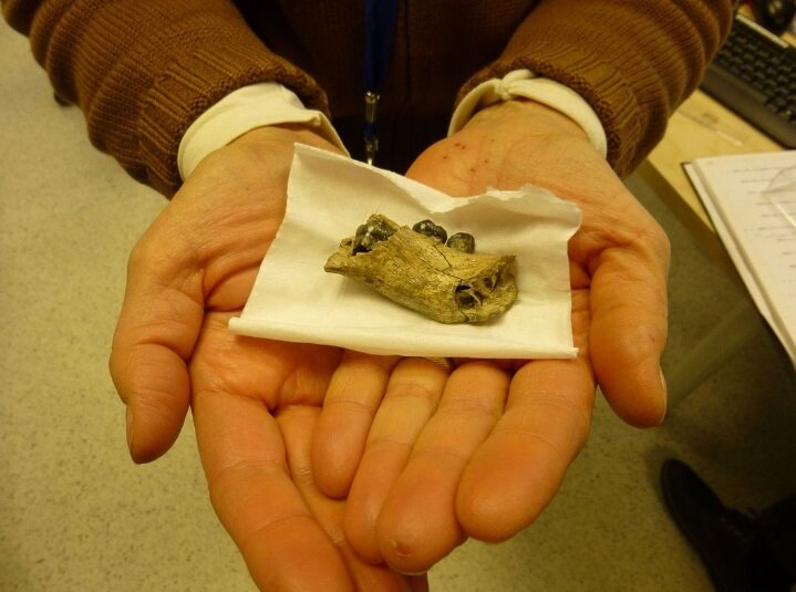 Нижняя челюсть ребенка Homo erectus. Итало-испанская археологическая миссия в Мелка-Кунтуре.