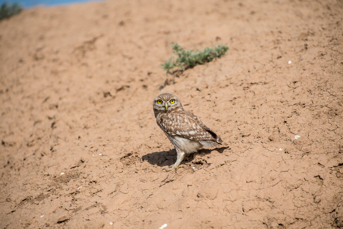 воробьиный сыч. сыч 5. сыч 5. ),. сыч 5.