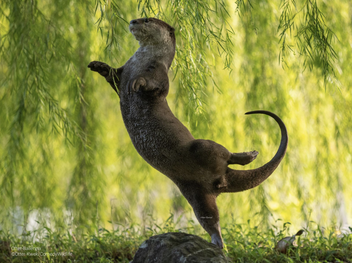 Новость из удивительного мира животных в дикой природе: выбраны финалисты комедийной фотографии Comedy Wildlife Photography Awards.