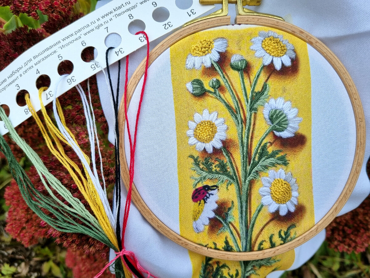 Ботаника. Ромашка. Фото автора