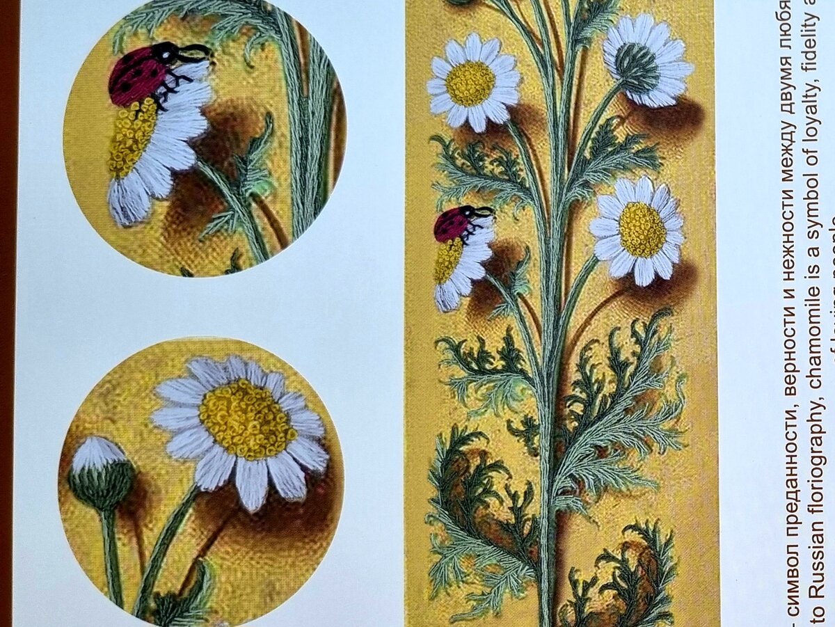 Ботаника. Ромашка от Panna