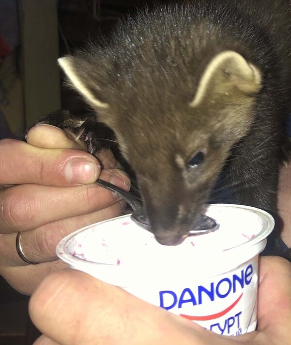 Никуся обожает козью сметану с ягодами