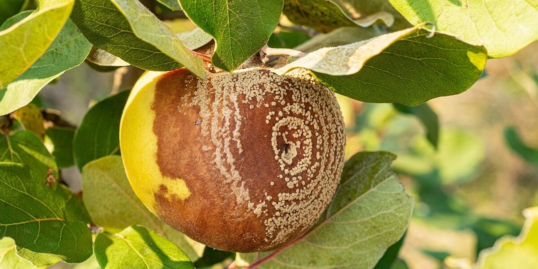 Яблоки гниют на дереве: причины, решения и практические советы