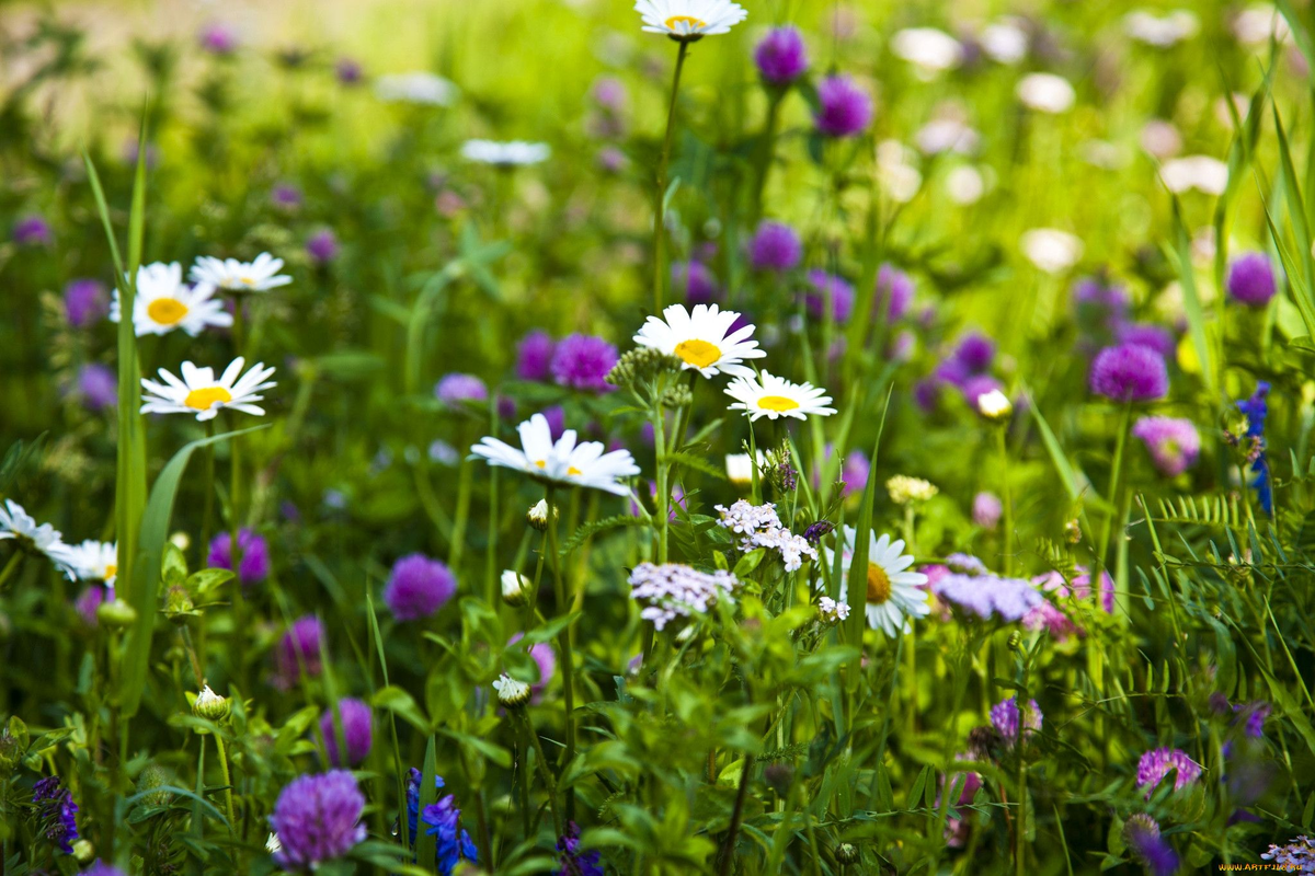 Картинка найдена на просторах интернета, ссылка: https://yandex.ru/images/search?from=tabbar&img_url=https%3A%2F%2Fi.artfile.me%2Fwallpaper%2F03-01-2013%2F2048x1365%2Fcvety-lugovye-polevye-romashki-klever-tr-295093.jpg&lr=103814&p=3&pos=1&rpt=simage&text=%D0%BF%D0%BE%D0%BB%D0%B5%D0%B2%D1%8B%D0%B5%20%D1%86%D0%B2%D0%B5%D1%82%D1%8B%20%D0%BA%D1%80%D1%83%D0%BF%D0%BD%D1%8B%D0%BC%20%D0%BF%D0%BB%D0%B0%D0%BD%D0%BE%D0%BC