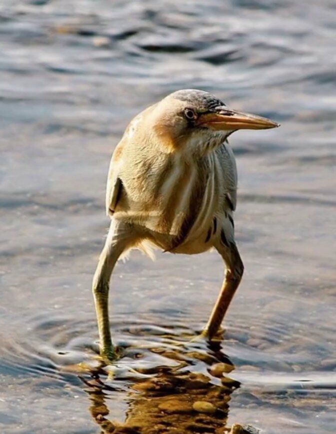 Фото из интернета, рассказ по следам комментариев на тему.