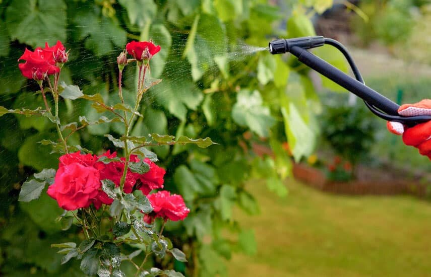 Уход за растениями. Садовый центр Green Space 