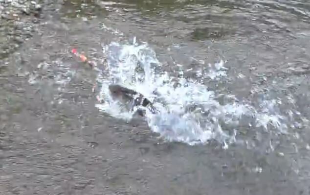     1 часть ЛУЧШАЯ РЫБАЛКА за 50 ЛЕТ Рыбалка 2023 ТАЙМЕНЬ. ХАРИУС все КЛЮЕТ и КЛЮЕТ Заезд на СНЕГОХОДЕ затем АЭРОЛОДКА ЛЕНОК КЛЮЕТ Хариус ТАЙГА