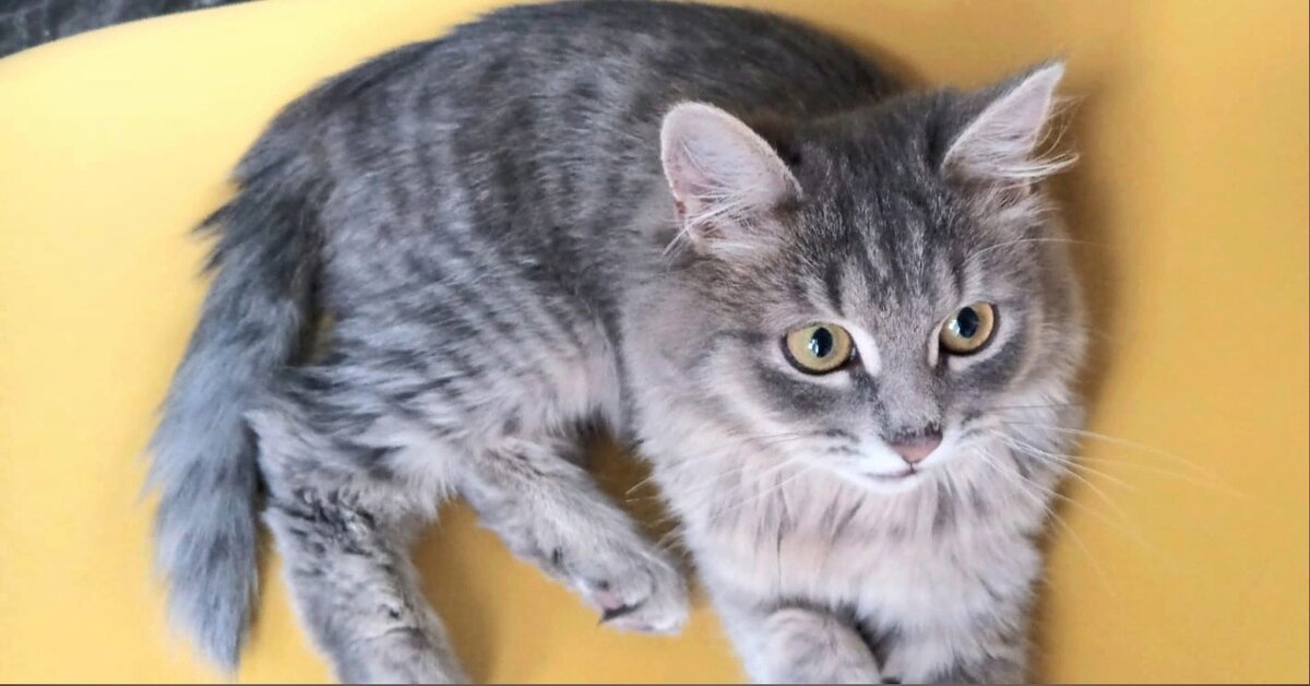 Котёнок становится очень красивым