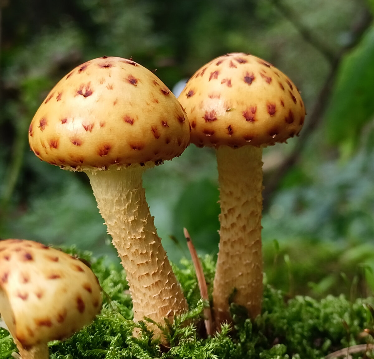10 идей нетривиальных подарков для любителей грибов
