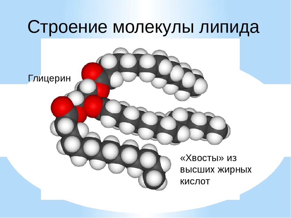 Фосфолипиды строение молекулы. Строение молекулы жира биология. Строение молекул липидов формула. Строение липидов фосфолипид.