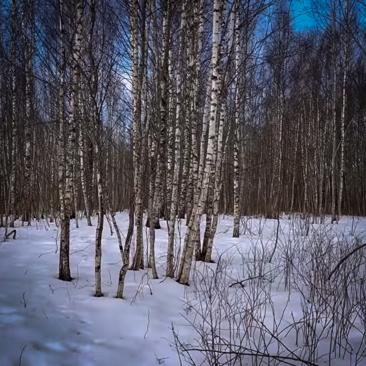 Зимний лес.