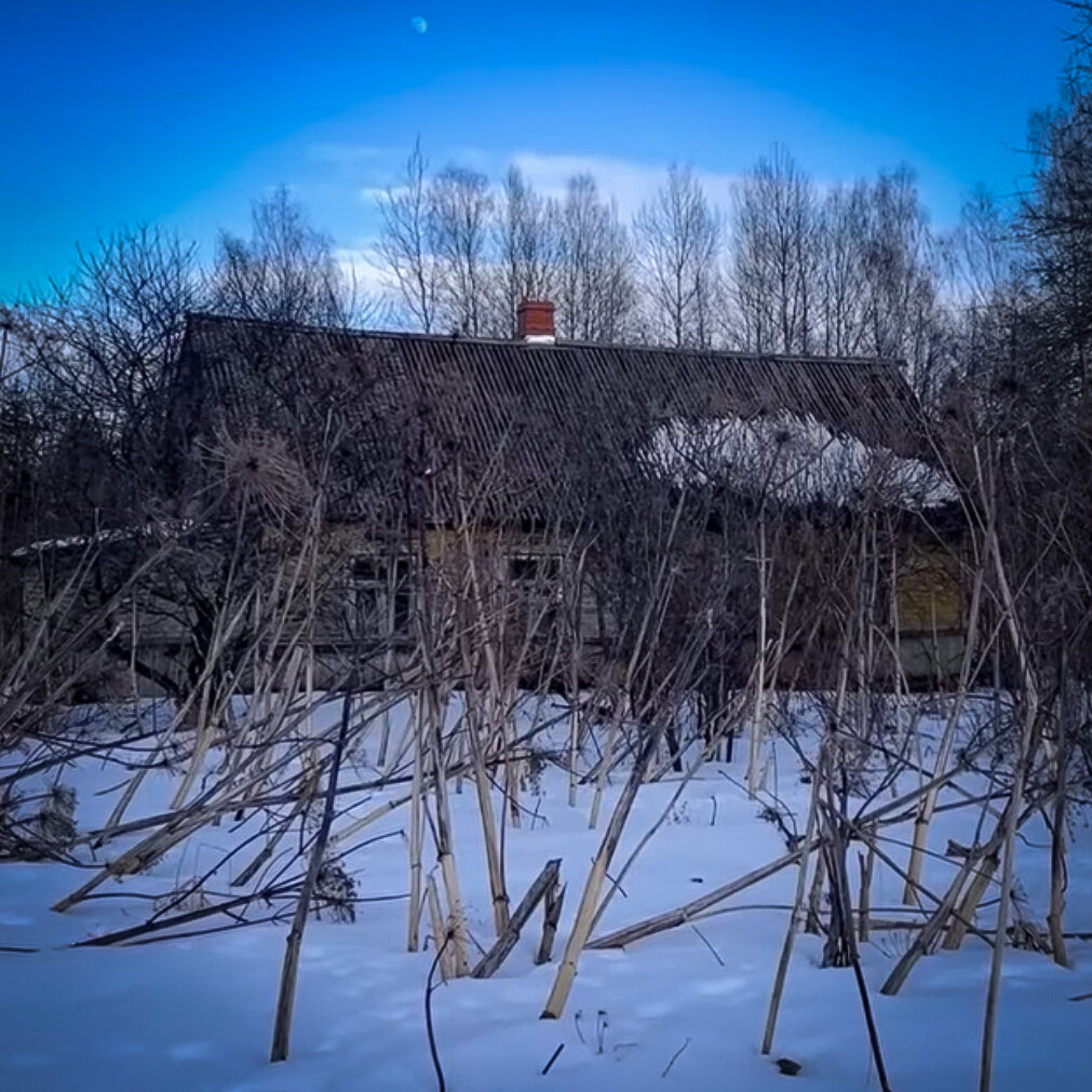 Заросли борщевика.