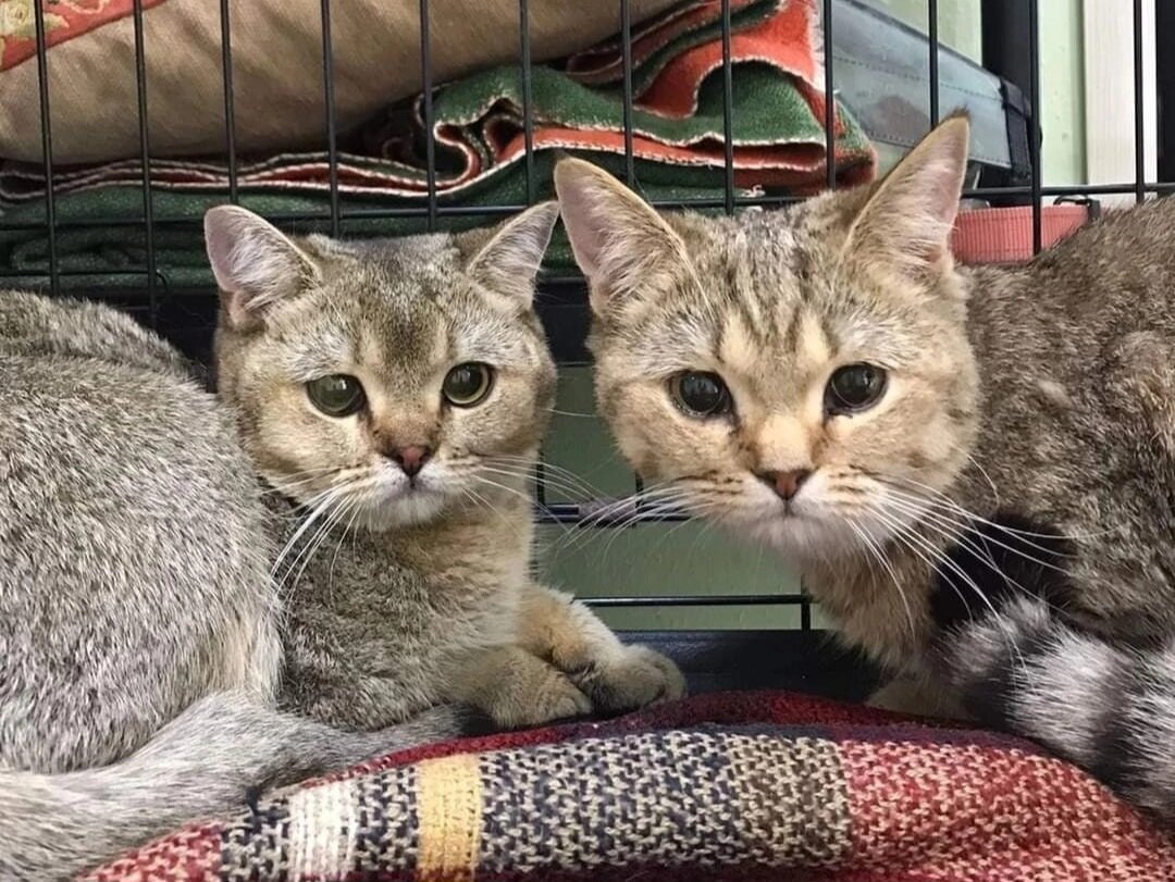 Котейки, которым нужен дом