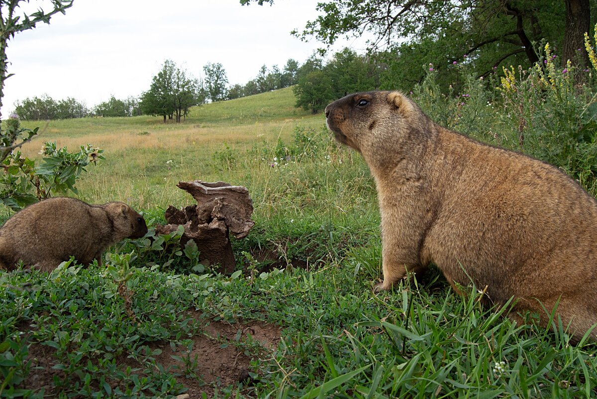 Фотография: Inaturalist, Ренат Рахматуллин @renatrahmatullin, CC-BY-NC.