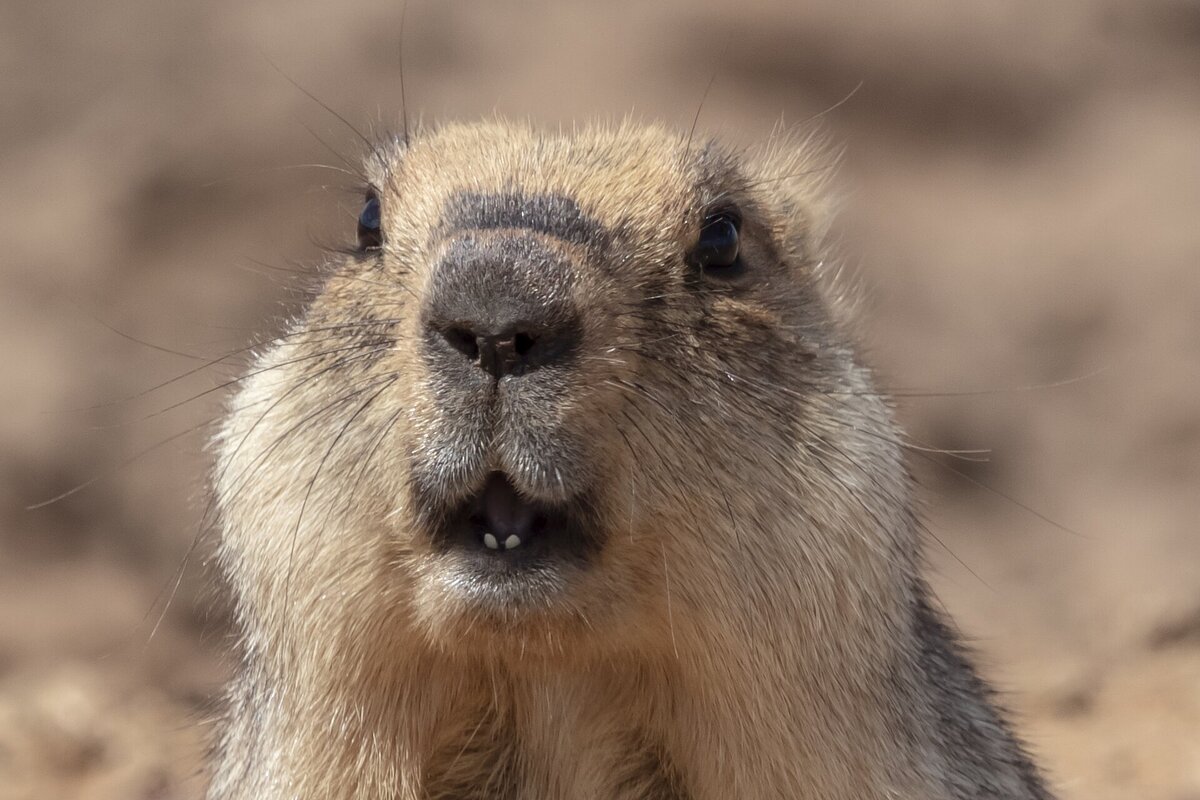 Сурок на Гальичьей сопке. Енбекшильдерский район, Акмолинская область, Казахстан. Фотография: Ivan ideia, CC BY-SA 4.0.