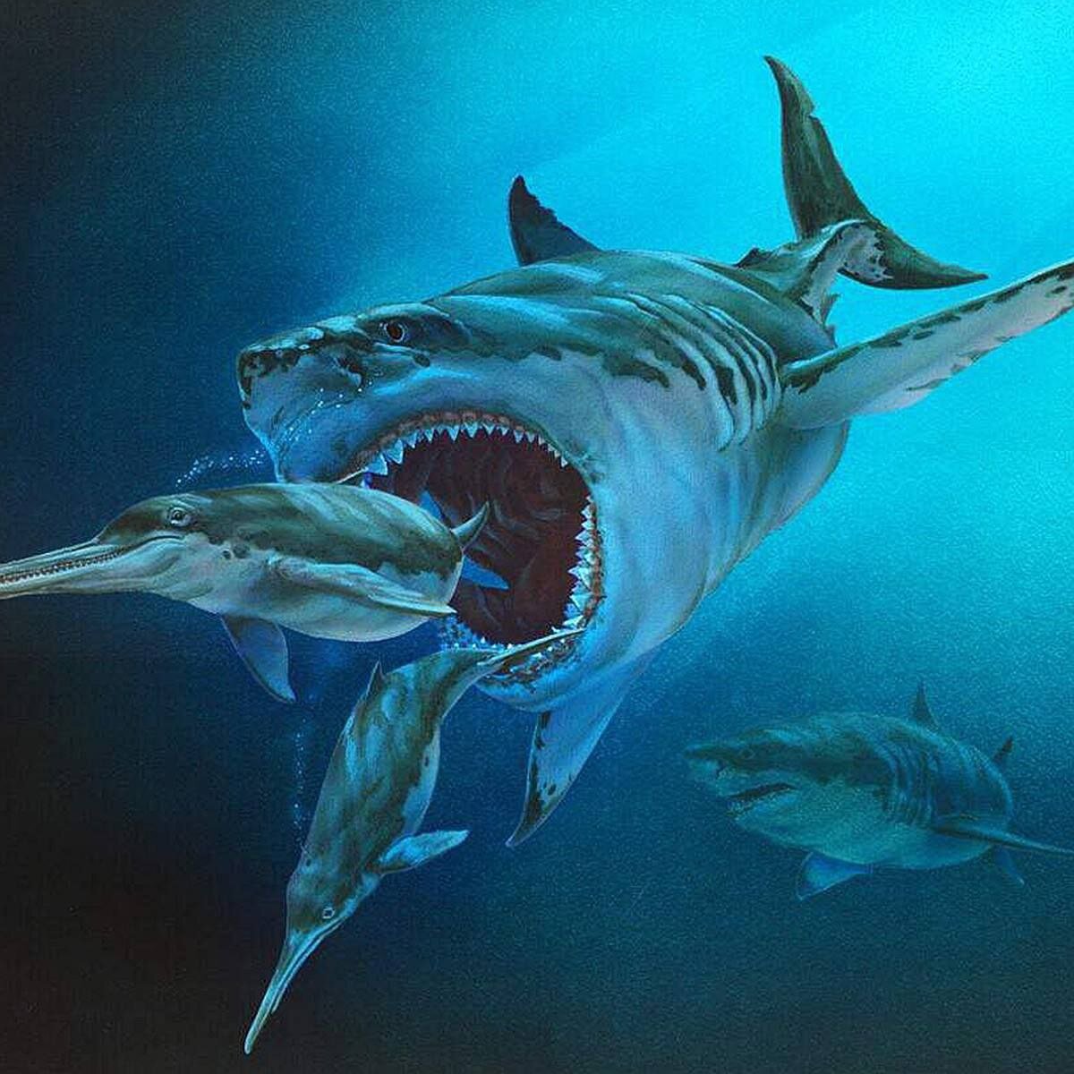 Megalodon. Кархародон МЕГАЛОДОН. МЕГАЛОДОН акула монстр. МЕГАЛОДОН 2005. Кархародон МЕГАЛОДОН зубы.