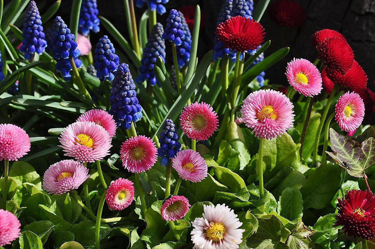 Маргаритка многолетняя Bellis perennis