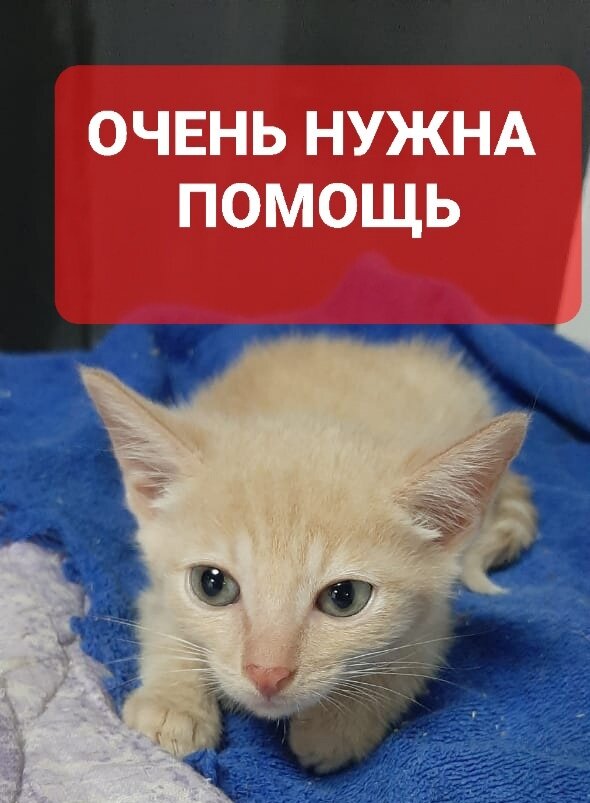 Котенок, который родился на улице в Канске.