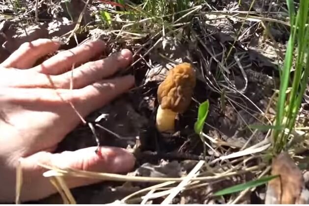 За сморчками пойдём в огород 