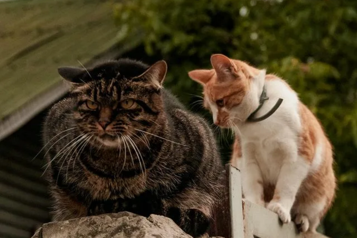 "Воскресный папа" или когда мама привела тебя познакомиться со своим отцом. Источник фото: fishki.net