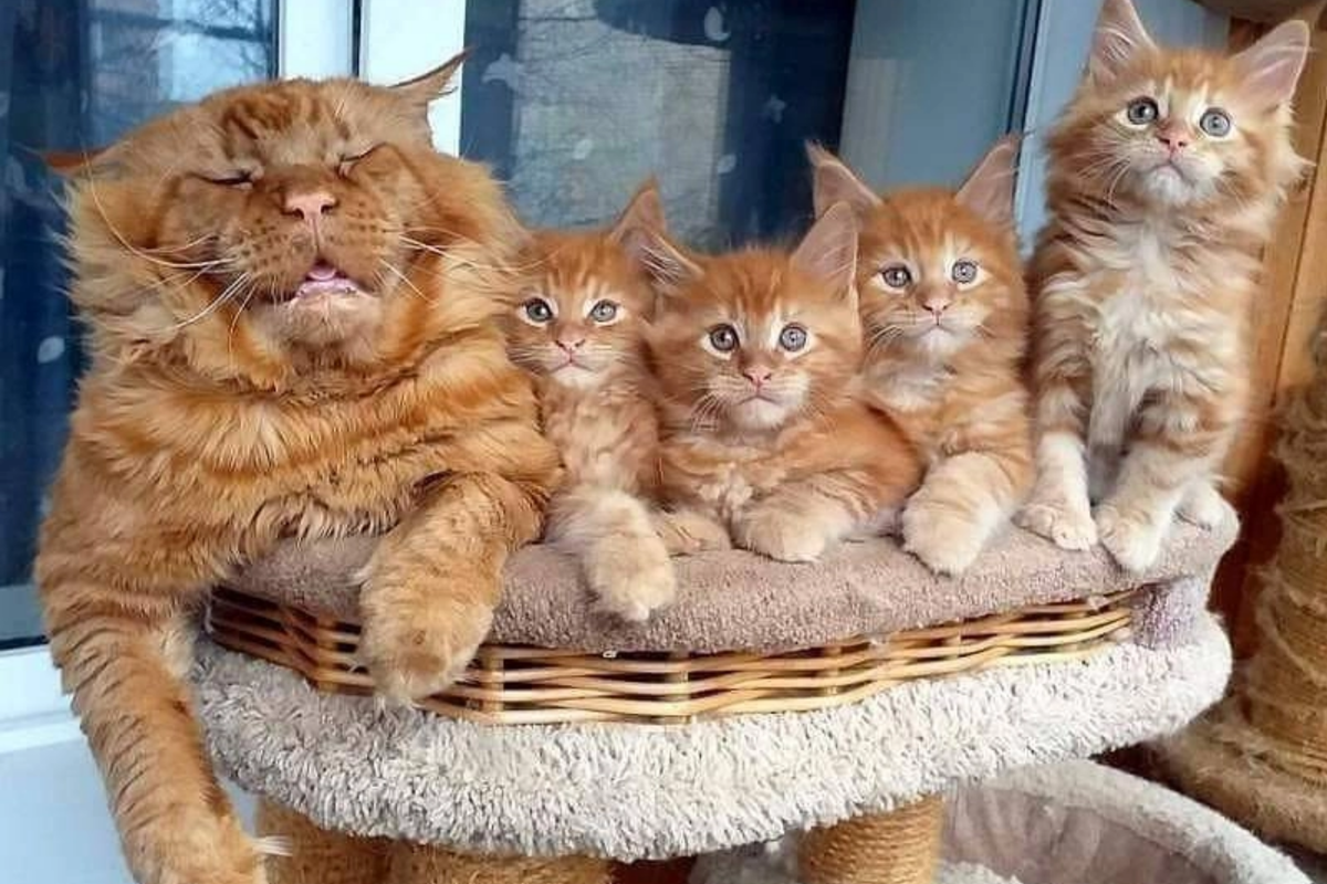 Коты. Обои кошки. Про котиков каких котиков. Кошка. Рыжие мейн куны семья.