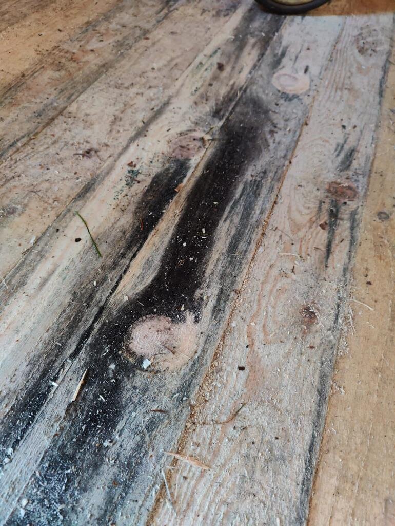 Синева на пиломатериалах 