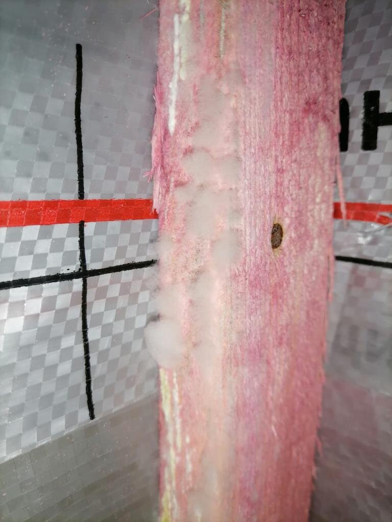 Плесень на пиломатериалах 